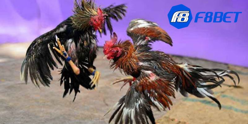 app đá gà trực tiếp