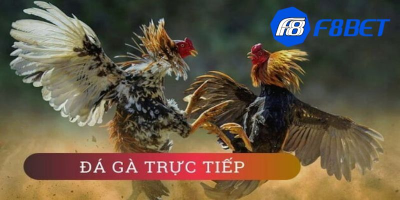 app đá gà trực tiếp