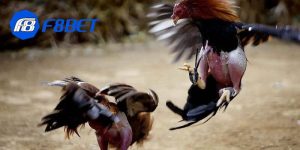 app đá gà trực tiếp