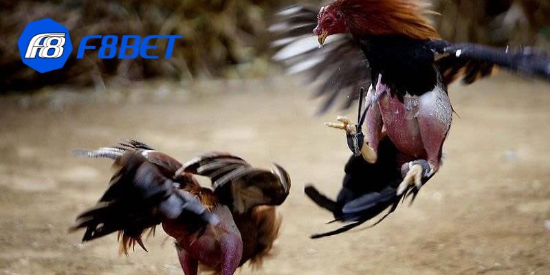 app đá gà trực tiếp