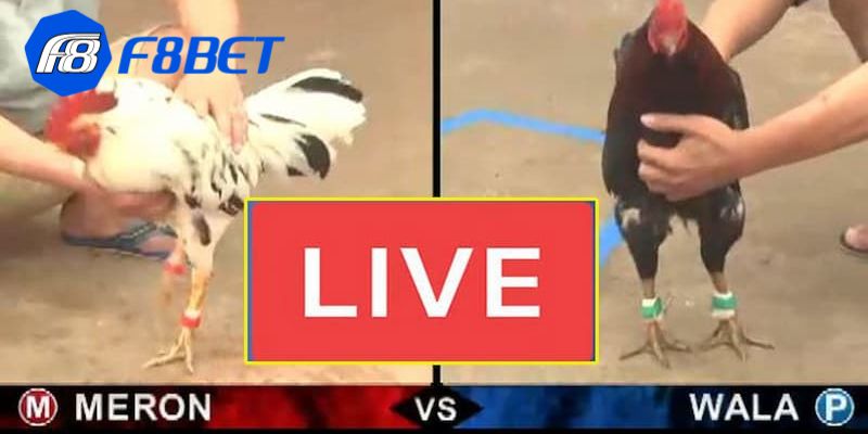 đá gà trực tiếp C1