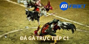 đá gà trực tiếp C1