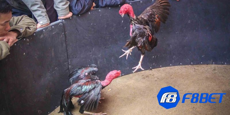 kinh nghiệm đá gà