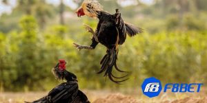 kinh nghiệm đá gà