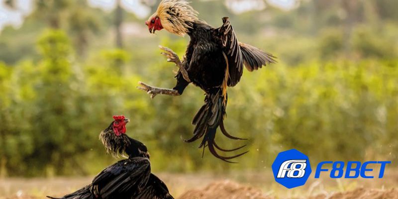 kinh nghiệm đá gà