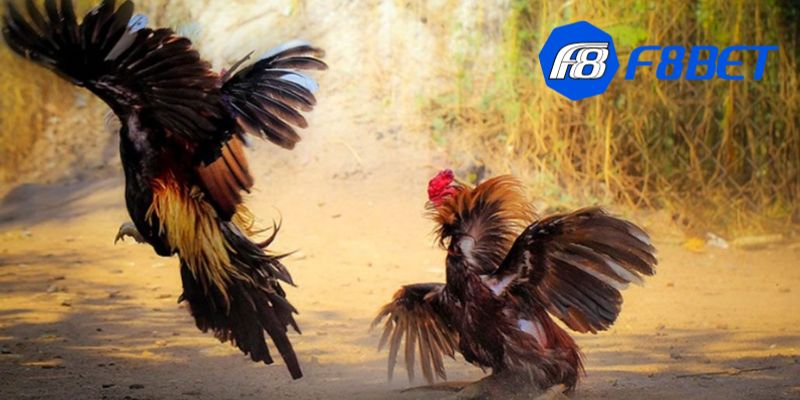 luật chơi đá gà