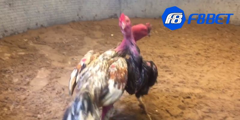 luật chơi đá gà