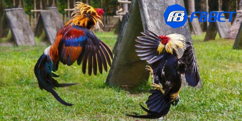 luật chơi đá gà