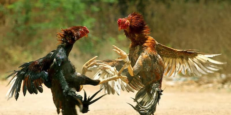 đá gà trực tiếp