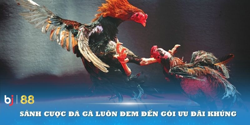 Nhiều hình thức đá gà hấp dẫn